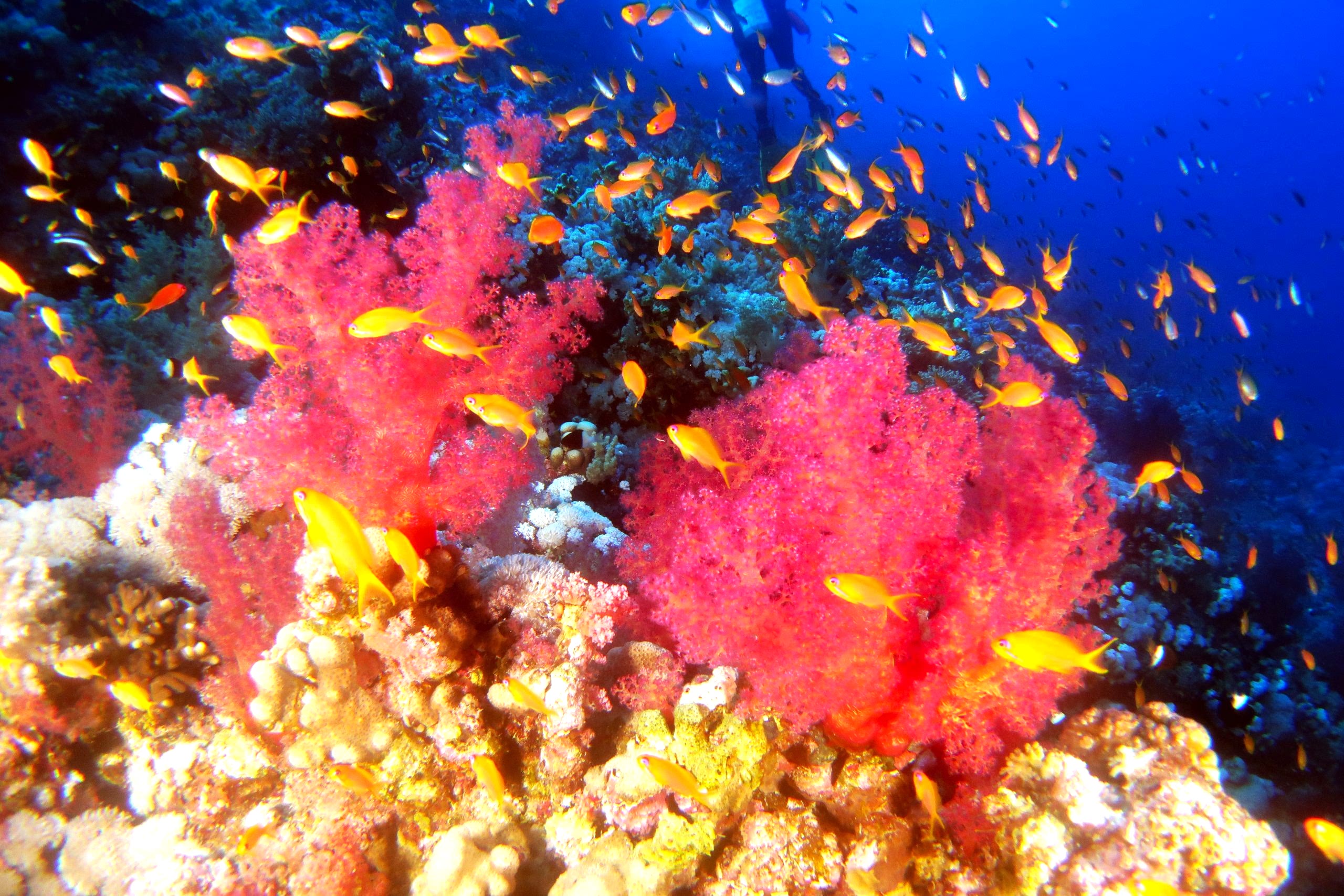 1719238328523-1310753061