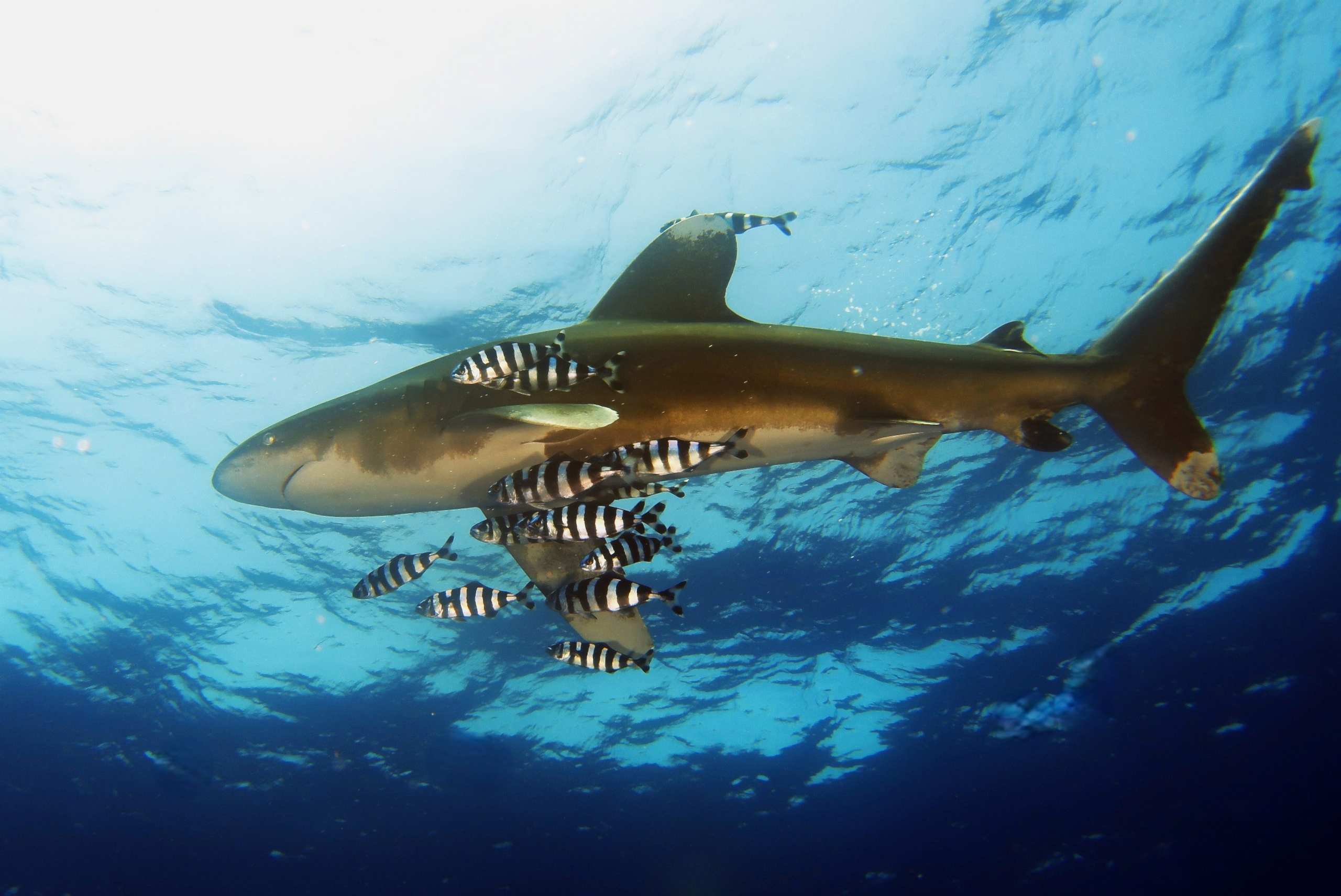 1719237773028-684083883